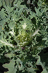 Snow Prince Kale (Brassica oleracea var. acephala 'Snow Prince') at GardenWorks