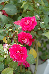 Fiesta Rose Double Impatiens (Impatiens 'Fiesta Rose') at GardenWorks