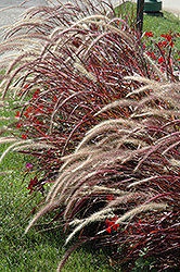 Fireworks Fountain Grass (Pennisetum setaceum 'Fireworks') at GardenWorks
