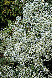 Flowering Spurge (Euphorbia corollata) at GardenWorks