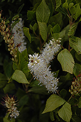 Sugartina Crystalina Summersweet (Clethra alnifolia 'Crystalina') at GardenWorks