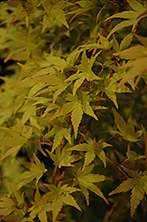 Ryusen Japanese Maple (Acer palmatum 'Ryusen') at GardenWorks