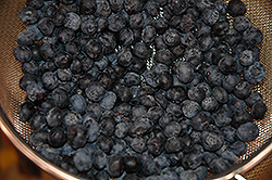 Brigitta Blueberry (Vaccinium corymbosum 'Brigitta') at GardenWorks
