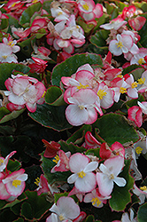 Super Olympia Bicolor Begonia (Begonia 'Super Olympia Bicolor') at GardenWorks