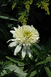 Cone-fections Meringue Coneflower (Echinacea 'Meringue') at GardenWorks