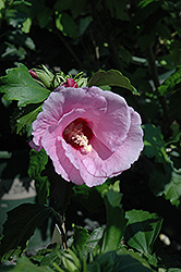 Minerva Rose of Sharon (Hibiscus syriacus 'Minerva') at GardenWorks