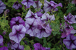 Paparazzi Paladium Purple Petunia (Petunia 'Paparazzi Paladium Purple') at GardenWorks