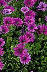 Akila Purple African Daisy (Osteospermum ecklonis 'Akila Purple') at GardenWorks