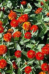 Profusion Double Fire Zinnia (Zinnia 'Profusion Double Fire') at GardenWorks