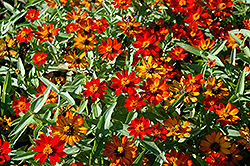 UpTown Orange Blossom Zinnia (Zinnia 'UpTown Orange Blossom') at GardenWorks