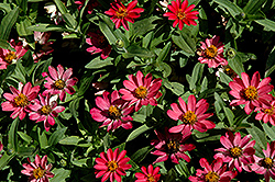 Profusion Coral Pink Zinnia (Zinnia 'Profusion Coral Pink') at GardenWorks