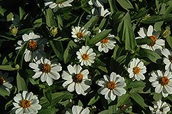 Profusion White Zinnia (Zinnia 'Profusion White') at GardenWorks