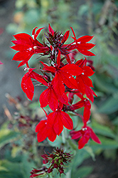 Compliment Deep Red Cardinal Flower (Lobelia x speciosa 'Compliment Deep Red') at GardenWorks
