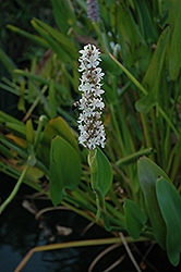 White Pickerelweed (Pontederia cordata 'Alba') at GardenWorks
