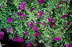 Noa Black Purple Calibrachoa (Calibrachoa 'Noa Black Purple') at GardenWorks