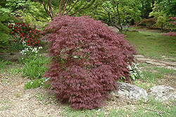 Red Filigree Lace Japanese Maple (Acer palmatum 'Red Filigree Lace') at GardenWorks