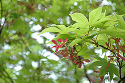 Okushimo Japanese Maple (Acer palmatum 'Okushimo') at GardenWorks