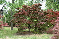 Ribbon-leaf Japanese Maple (Acer palmatum 'Atrolineare') at GardenWorks