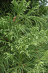 Yoshino Japanese Cedar (Cryptomeria japonica 'Yoshino') at GardenWorks
