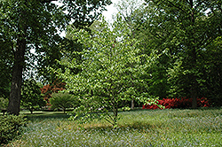 Dove Tree (Davidia involucrata) at GardenWorks