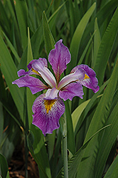 Southern Blue Flag Iris (Iris virginica) at GardenWorks