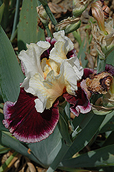 Raspberry Swirl Iris (Iris 'Raspberry Swirl') at GardenWorks