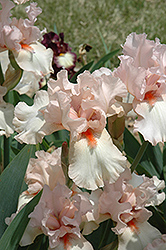 Rhapsody In Peach Iris (Iris 'Rhapsody In Peach') at GardenWorks