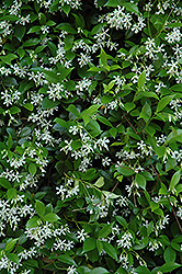 Confederate Star-Jasmine (Trachelospermum jasminoides) at GardenWorks