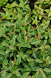 Asian Jasmine (Trachelospermum asiaticum) at GardenWorks