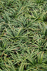 Dwarf Mondo Grass (Ophiopogon japonicus 'Nanus') at GardenWorks