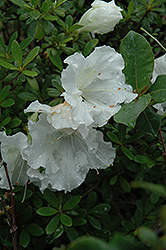 Gumpo White Azalea (Rhododendron 'Gumpo White') at GardenWorks