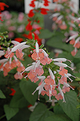 Coral Nymph Sage (Salvia coccinea 'Coral Nymph') at GardenWorks