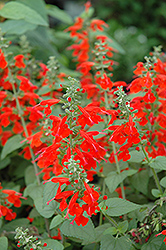 Lady In Red Sage (Salvia coccinea 'Lady In Red') at GardenWorks