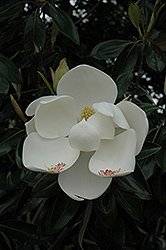 Teddy Bear Magnolia (Magnolia grandiflora 'Southern Charm') at GardenWorks