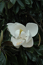 D.D. Blanchard Magnolia (Magnolia grandiflora 'D.D. Blanchard') at GardenWorks