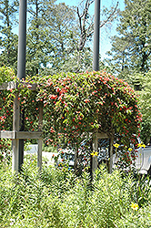Cross Vine (Bignonia capreolata) at GardenWorks