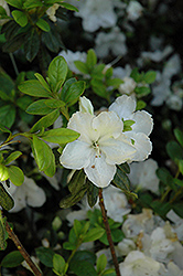 Pleasant White Azalea (Rhododendron 'Pleasant White') at GardenWorks