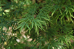 Green Mist Japanese Maple (Acer palmatum 'Green Mist') at GardenWorks