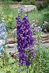 Magic Fountains Purple Larkspur (Delphinium 'Magic Fountains Purple') at GardenWorks