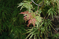 Pink Lace Japanese Maple (Acer palmatum 'Pink Lace') at GardenWorks