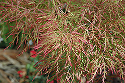 Chantilly Lace Japanese Maple (Acer palmatum 'Chantilly Lace') at GardenWorks