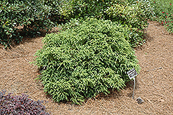 Compacta Japanese Cedar (Cryptomeria japonica 'Compacta') at GardenWorks