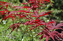 Inazuma Japanese Maple (Acer palmatum 'Inazuma') at GardenWorks