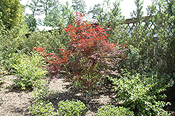 Inazuma Japanese Maple (Acer palmatum 'Inazuma') at GardenWorks