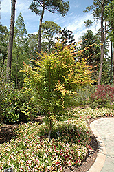 Beni Kawa Coral Bark Japanese Maple (Acer palmatum 'Beni Kawa') at GardenWorks