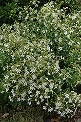 Flowering Tobacco (Nicotiana alata) at GardenWorks