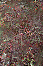 Red Feathers Japanese Maple (Acer palmatum 'Red Feathers') at GardenWorks