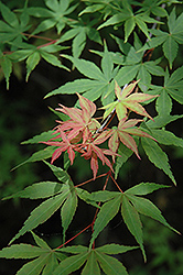 Iijima Sunago Japanese Maple (Acer palmatum 'Iijima Sunago') at GardenWorks