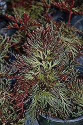 Ruby Red Spikemoss (Selaginella erythropus 'Sanguinea') at GardenWorks
