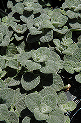 Dittany Of Crete (Origanum dictamnus) at GardenWorks